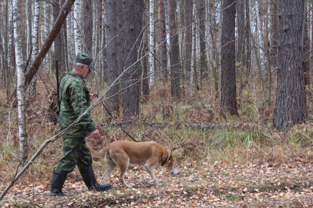 Выдачу охотничьих разрешений на добычу пушных зверей начали в Нижегородской области