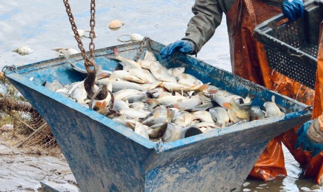 Более 18 млн рублей бюджетных средств выделят нижегородским рыбхозам в 2021 году