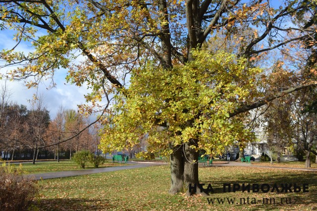 Нижегородцы могут отправить заявку на включение старовозрастных деревьев региона в Национальный реестр