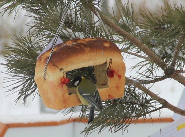 Экологическая кампания "Покормите птиц" стартовала в Нижегородской области: спасти синичку может каждый