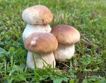 Десять отравлений грибами произошло в Нижегородской области с начала года