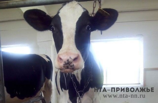 Сельскохозяйственных животных в нижегородской области провакцинировали против сибирской язвы 
