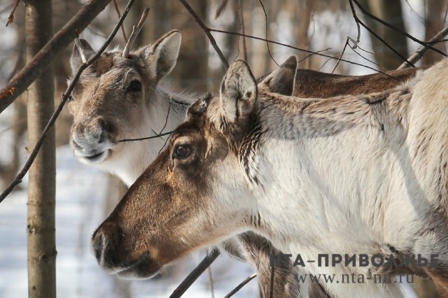Северные олени Керженского заповедника в Нижегородской области начали сбрасывать рога