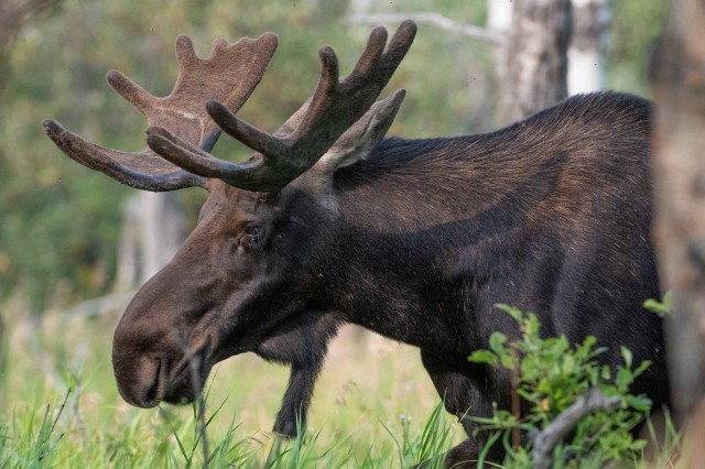 Незаконная охота на лося велась в Борском районе Нижегородской области