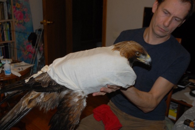 Краснокнижный орёл беркут попал в браконьерский капкан в Лысковском районе Нижегородской области