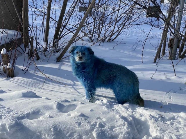 Голубых собак заметили в промзоне Дзержинска