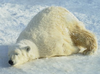Белую медведицу передали в государственный зоопарк Ижевска