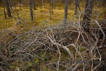 Леса Пензенской области закрыты для посещения с 8 апреля