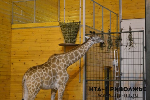 Зоопарк "Лимпопо" получил 1 млн рублей  из бюджета Нижнего Новгорода на корм животным