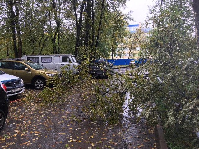 Падения деревьев на автомобили и линии электропередач фиксируются в Уфе из-за непогоды