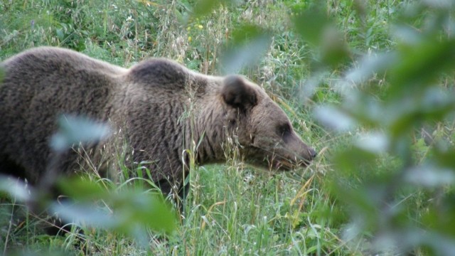 Сезон охоты на медведей открылся в Нижегородской области с 1 августа