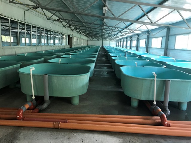 Мальковый цех для стерляди и форели на 100 бассейнов построили в Мулине Нижегородской области