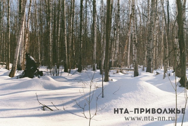 Следить за нарушителями лесного законодательства из космоса будут в Нижегородской области