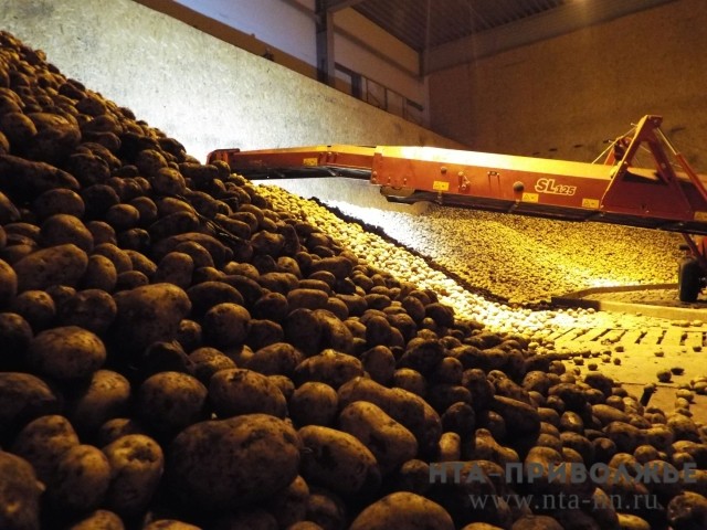 Более 800 тысяч тонн картофеля собрано в Нижегородской области