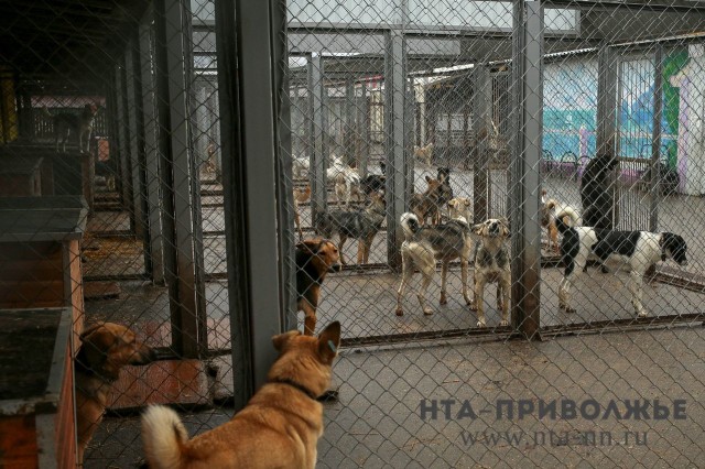 Более 500 бездомных животных отловлено в Нижегородской области с начала года