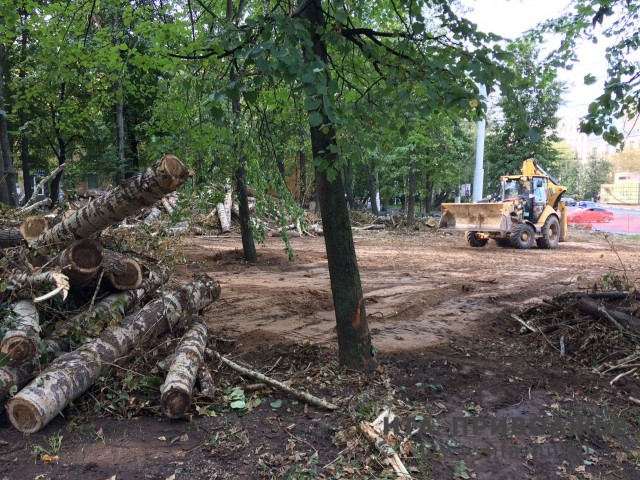 Вырубленные деревья в сквере у площади Свободы в Нижнем Новгороде частично заменят кустарниками