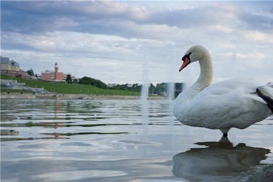 Лебеди с Чебоксарского залива проведут зиму в парке Николаева