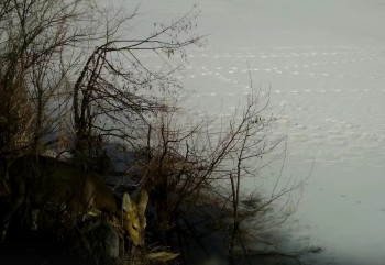 Фотоловушка фиксировала паводок в нацпарке "Бузулукский бор" Оренбуржья (ВИДЕО)