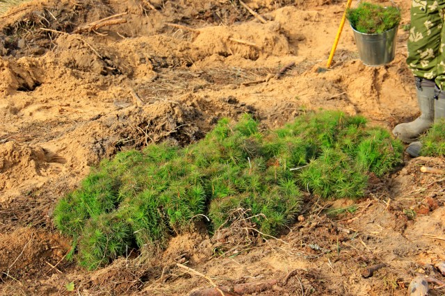 Лесовосстановление в Нижегородской области в 2021 году планируется провести на площади более 12 тысяч га