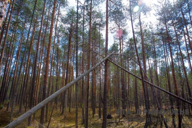 Космомониторинг лесов в Нижегородской области в 2021 году планируется расширить до 1 млн га