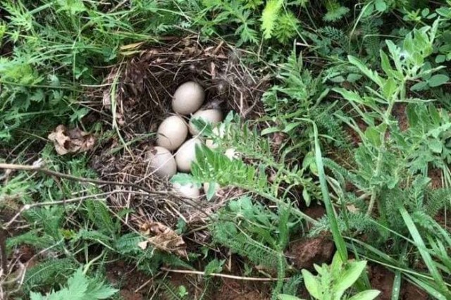 Гнездо дикой утки обнаружили в нижегородском парке "Швейцария" (ВИДЕО)