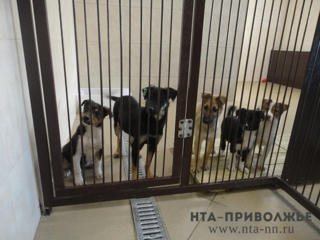 Полиция проверяет информацию о массовом отравлении собак в Арзамасском районе Нижегородской области