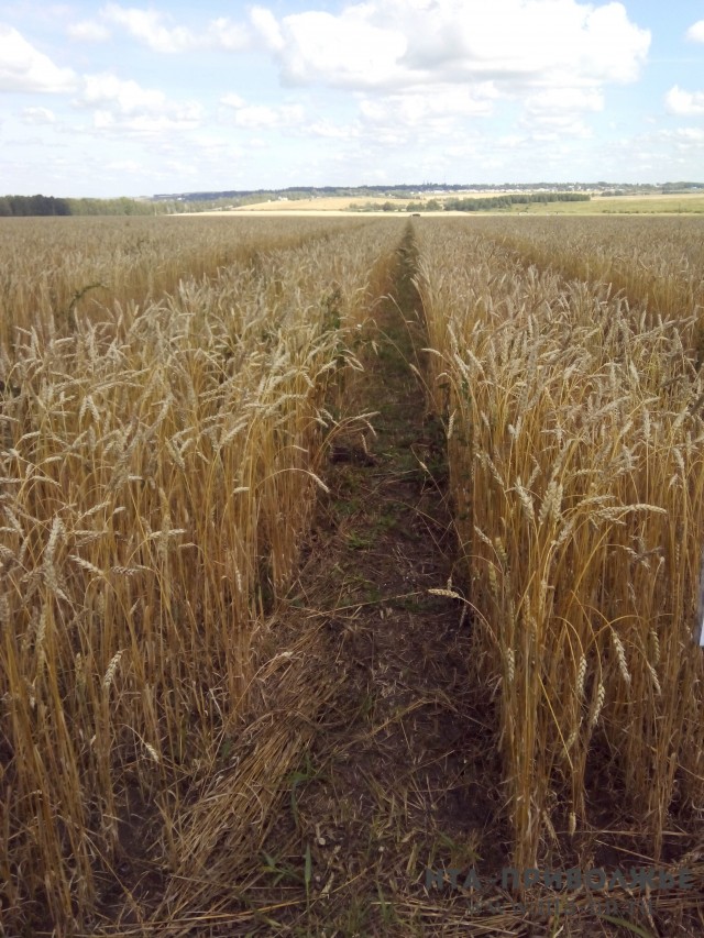 Нижегородские аграрии преодолели отметку в 1 млн тонн намолоченного зерна